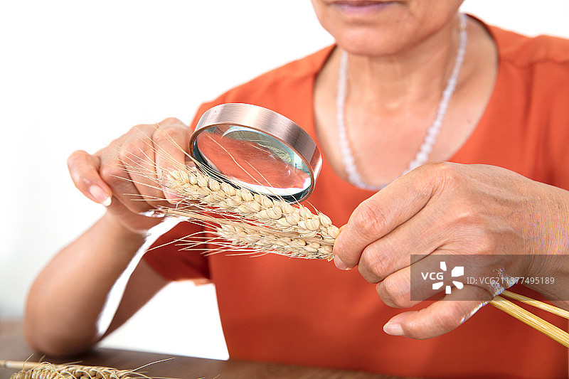 农业相关专家手持放大镜查看抽样出来成熟的麦穗图片素材