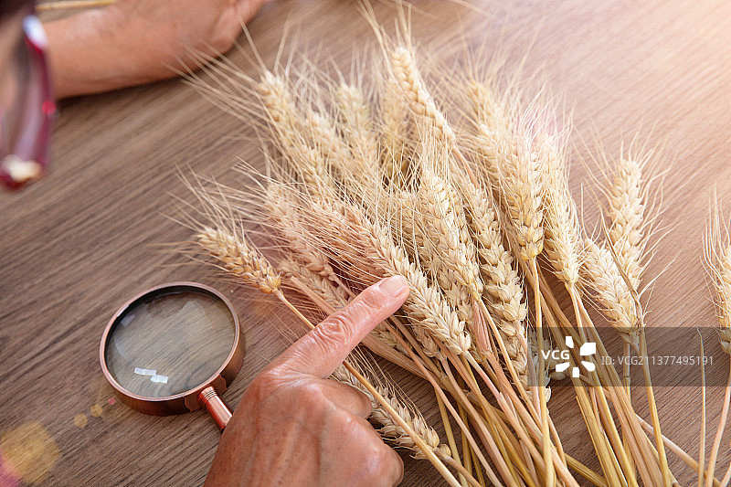 农业科学家正在研究成熟的小麦产量图片素材