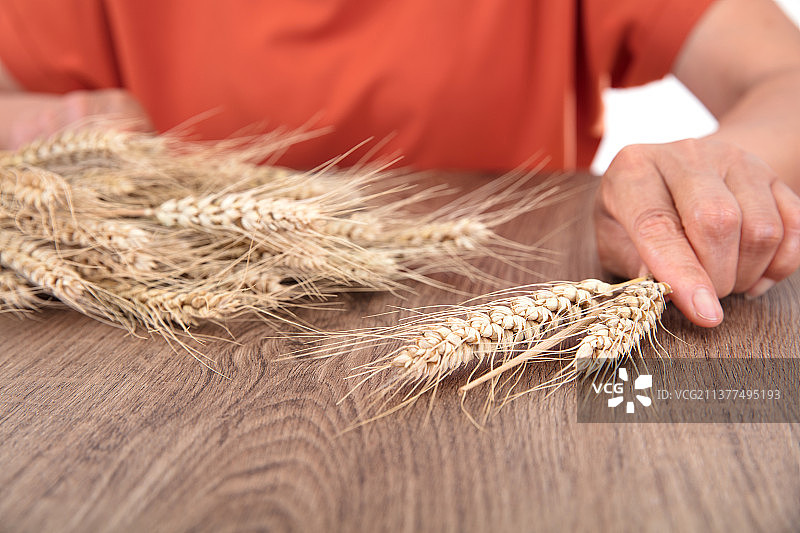 农业科学家正研究新麦的产量图片素材