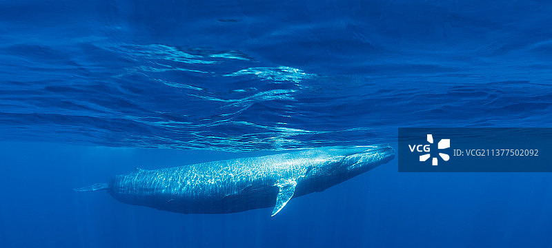鲸鱼图片素材