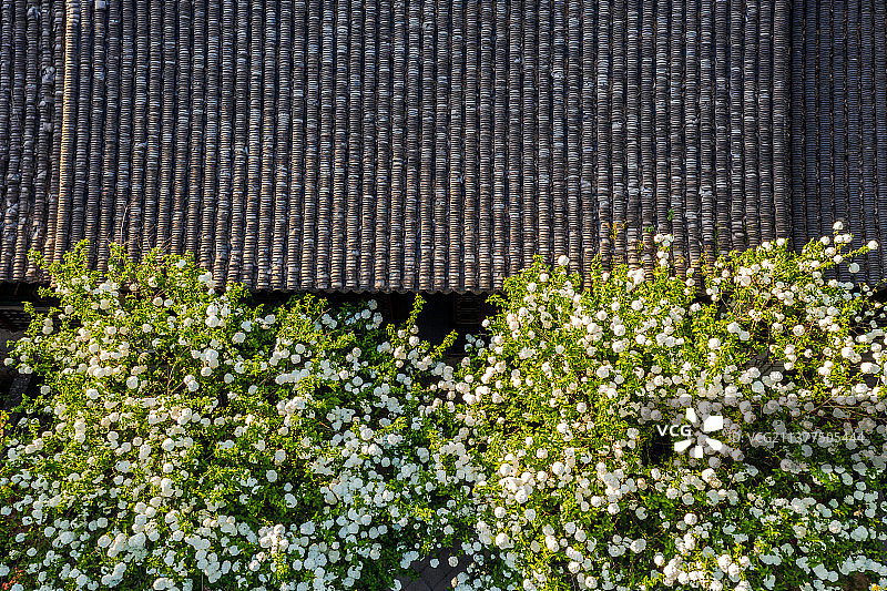 崇正书院和木香花，江苏南京图片素材