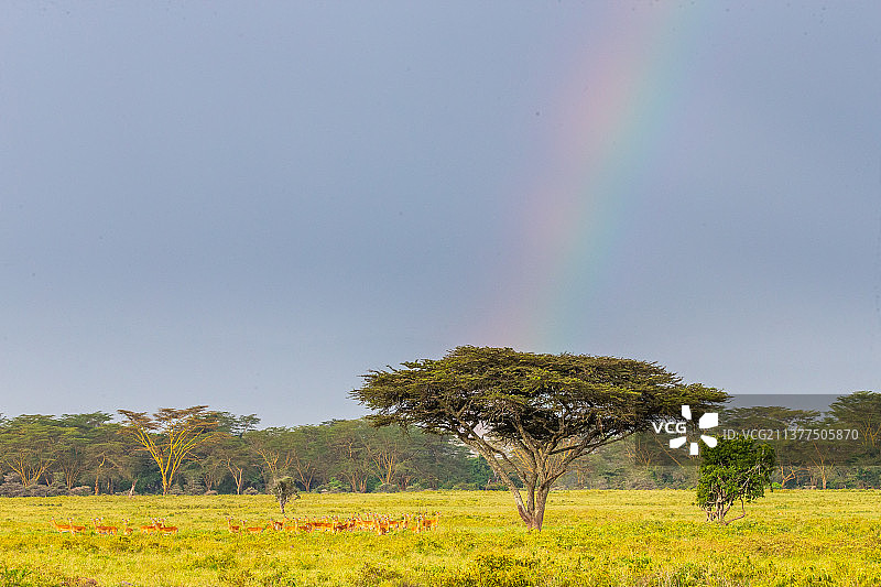 非洲大草原与彩虹图片素材