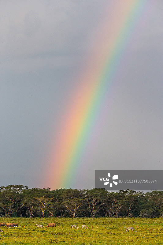 非洲大草原与彩虹图片素材
