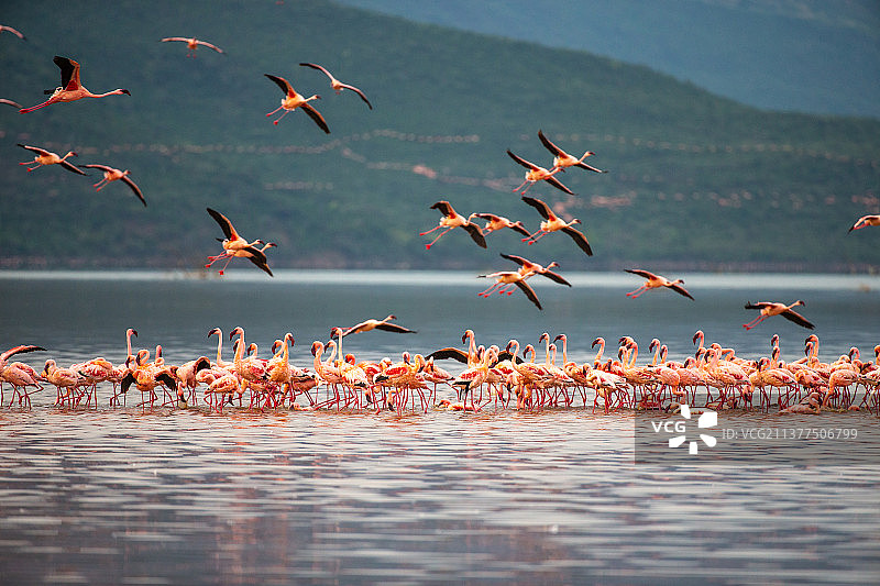 成群结队的火烈鸟图片素材