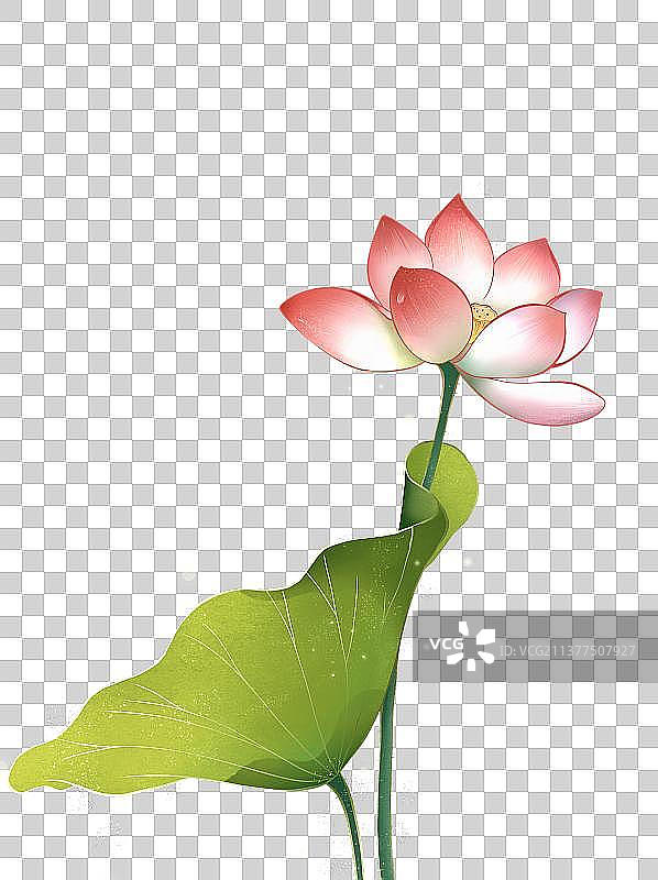 夏季粉红色荷花荷叶元素图片素材