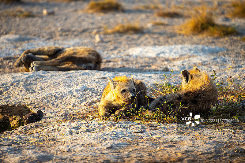 斑鬣狗图片素材