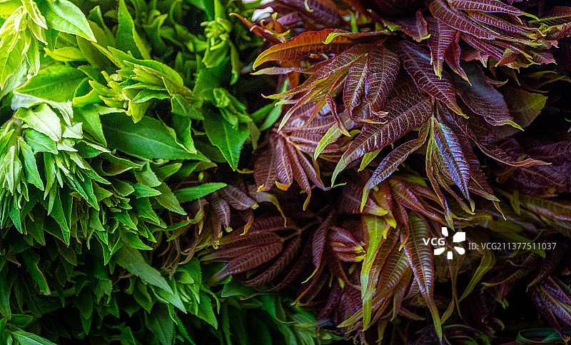 春天的野菜图片素材