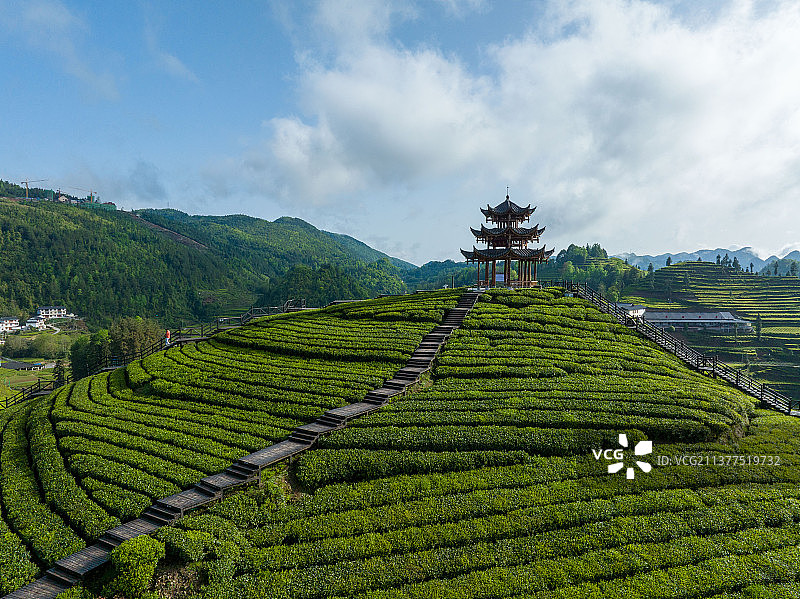 贡茶之乡-湖北恩施州宣恩县伍家台茶园图片素材