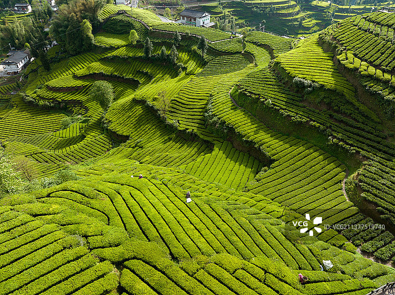 贡茶之乡-湖北恩施州宣恩县伍家台茶园图片素材