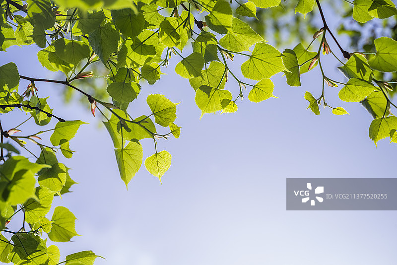 春日蓝天下新发芽的树叶图片素材
