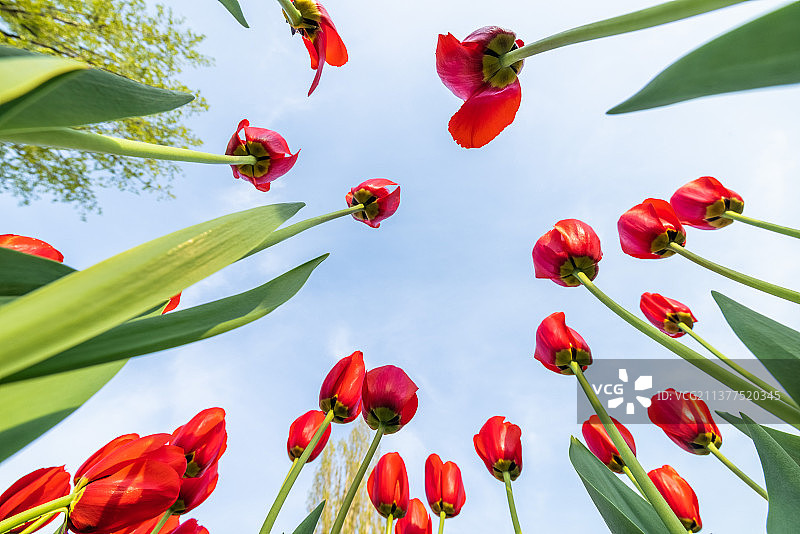 春天公园里郁金香花盛开图片素材