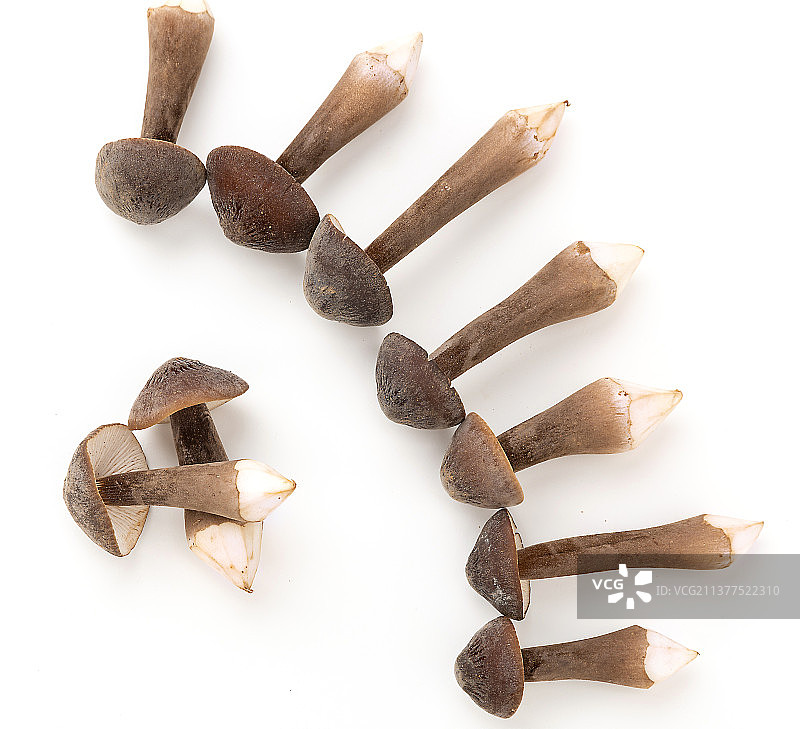 白色背景上的云南特产黑皮鸡枞菌图片素材