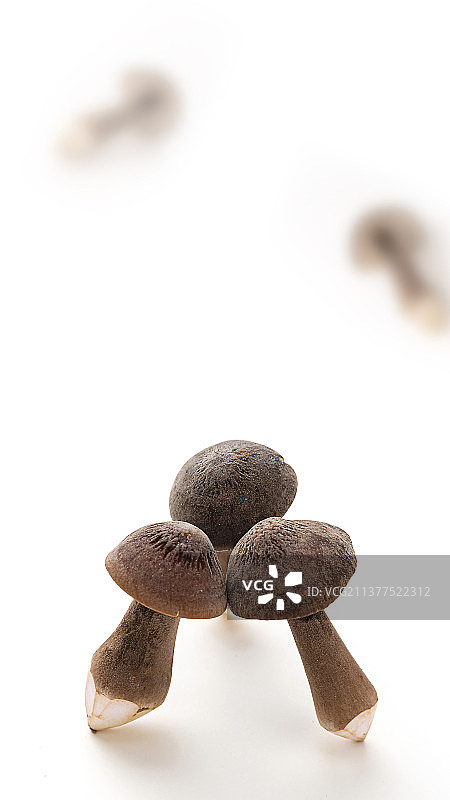 白色背景上的云南特产黑皮鸡枞菌图片素材