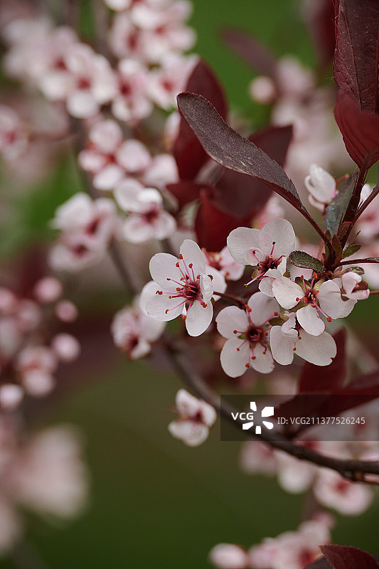 紫叶李图片素材