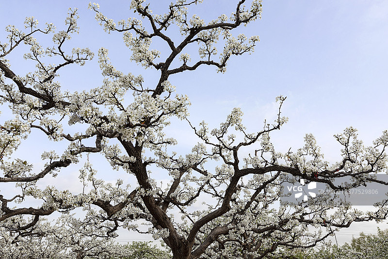 梨园梨花开图片素材