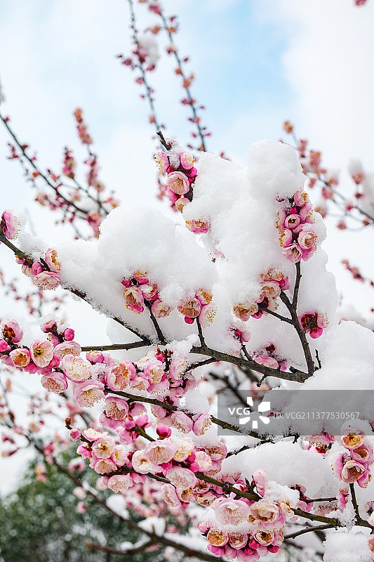 红梅傲雪图片素材