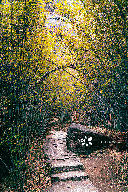 卡定沟竹林图片素材