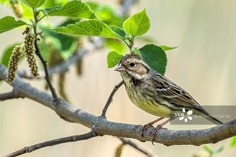灰头鹀图片素材