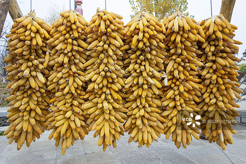 河北易县太行水镇 晾晒玉米、辣椒图片素材