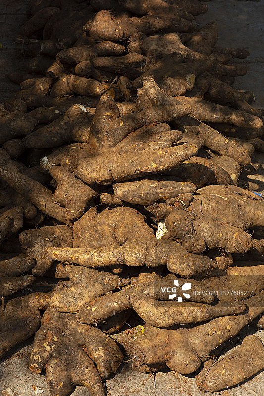 云南文山州  中药材 何首乌图片素材