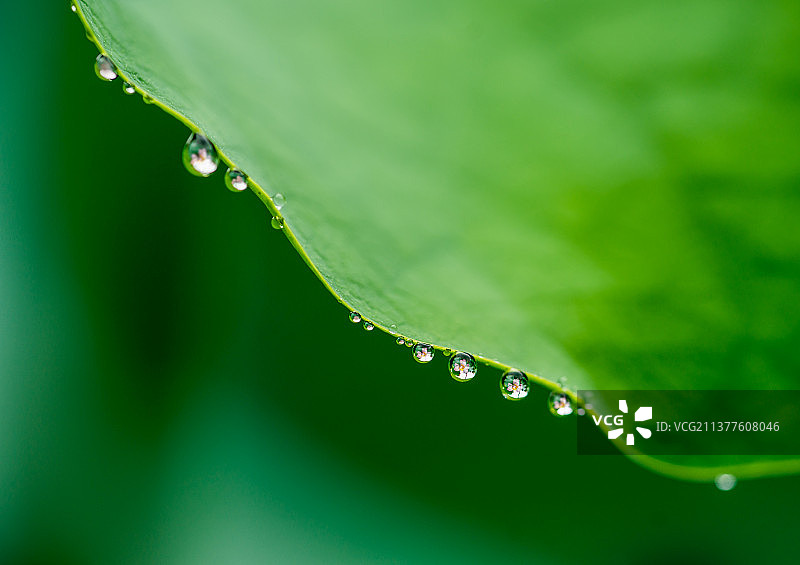 绿植和水珠自然壁纸清新自然图片素材