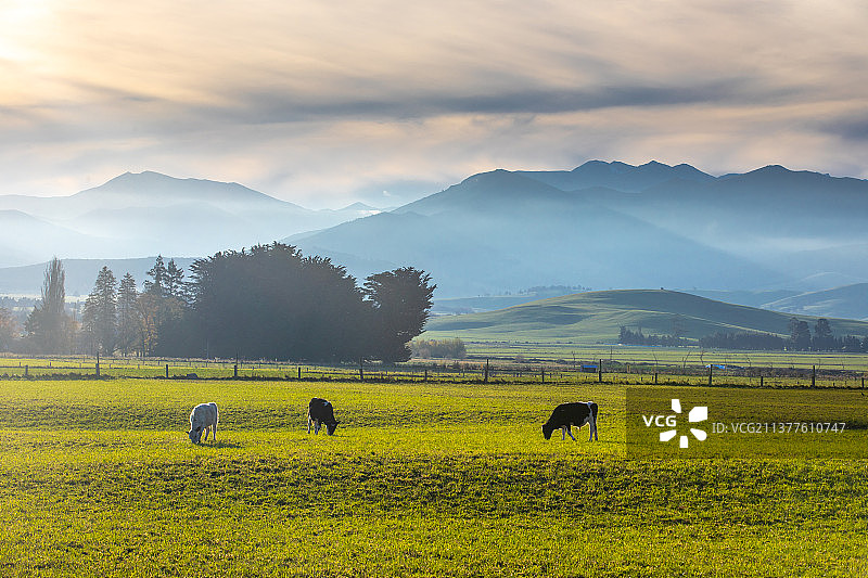 新西兰奶源牧场图片素材
