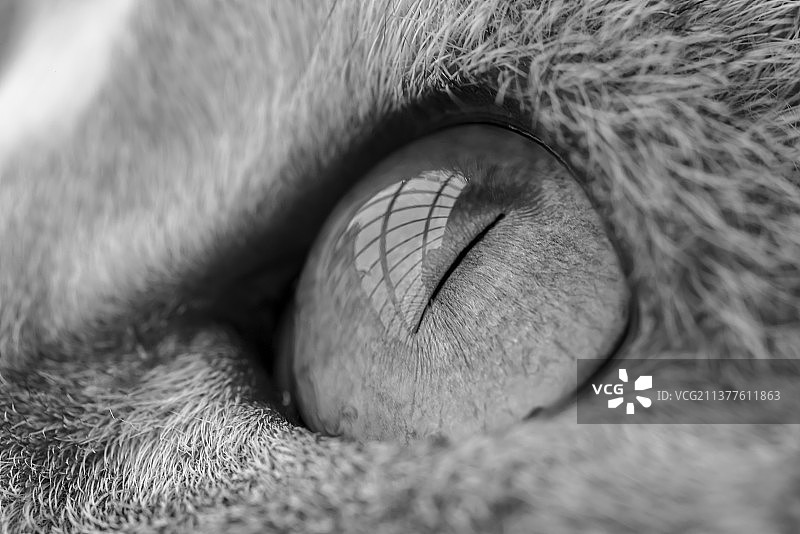 眼睛 猫眼 动物 特写 猫科动物图片素材