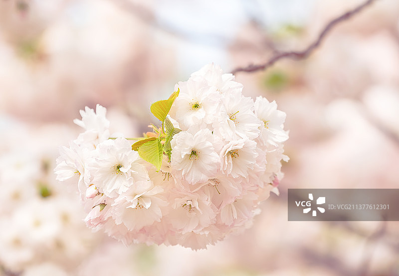 北京玉渊潭公园樱花盛开图片素材