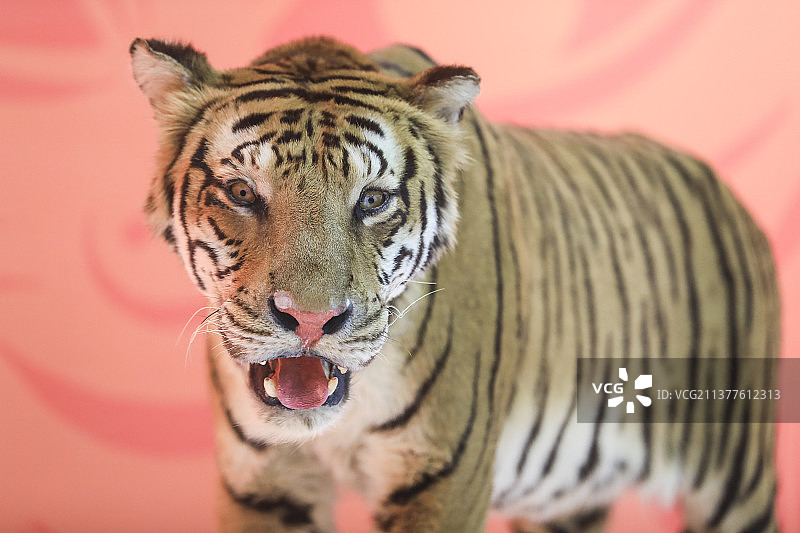 老虎标本图片素材