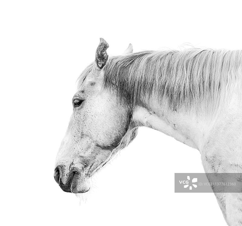 骏马特写汽车广告背景壁纸肖像图片图片素材