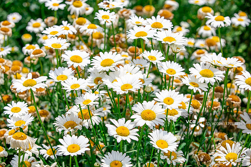 夏天盛开的白色雏菊花图片素材