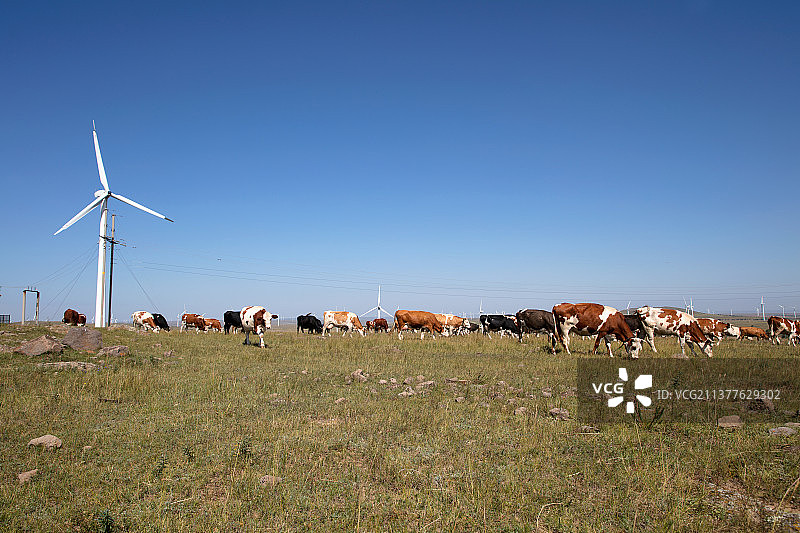 中国河北省张北县草原上放牧的牛群图片素材
