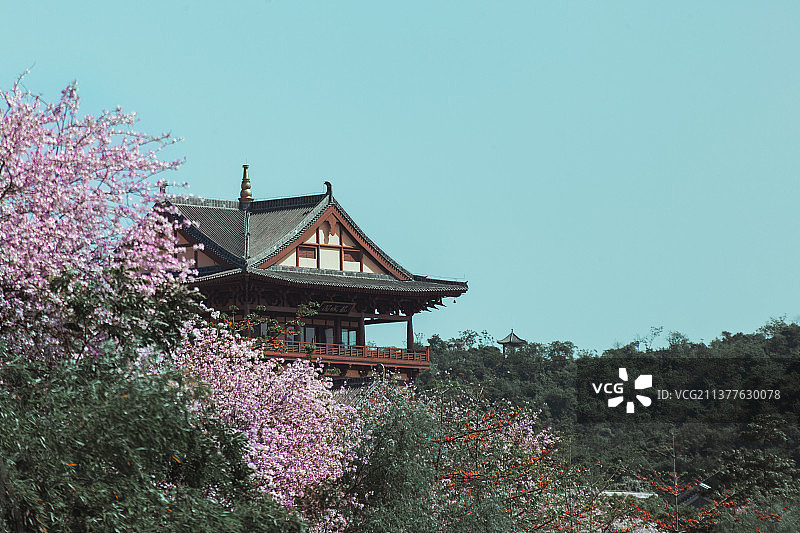柳州城市紫荆花风光图片素材