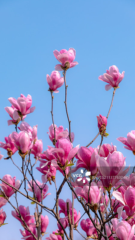 手机壁纸，玉兰花开图片素材
