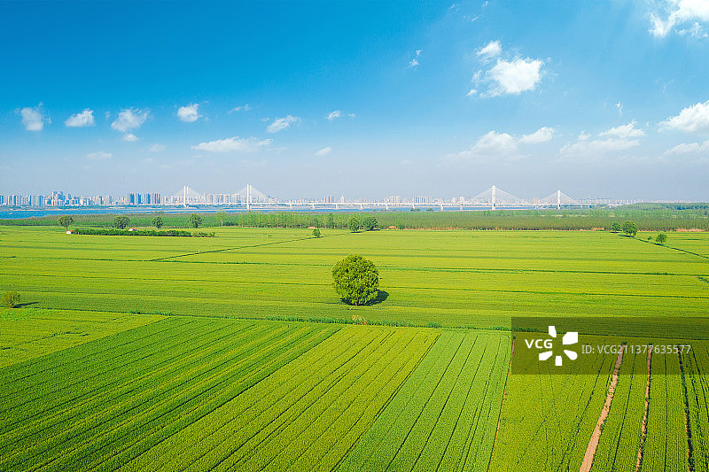 荆州江汉平原麦田图片素材