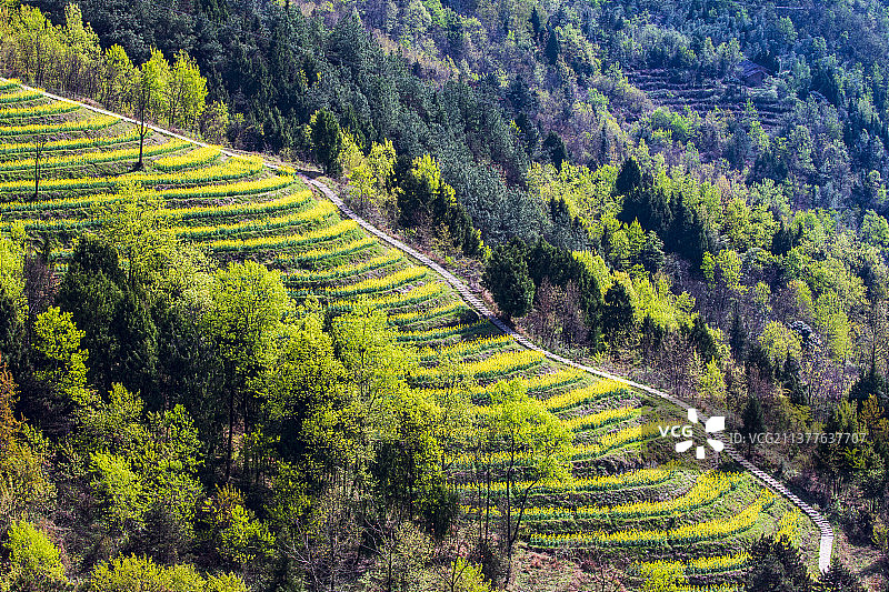 乡间小路，依山而建的古梯田，一层一层的油菜花是人们春游的好去处。图片素材