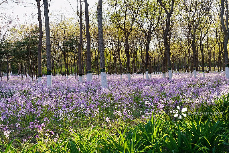 春天里的二月兰图片素材