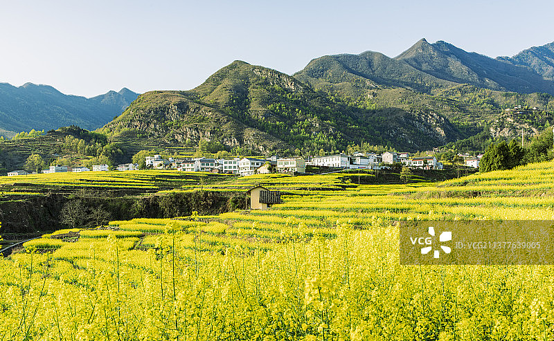 盛开油菜花的山村，图片素材