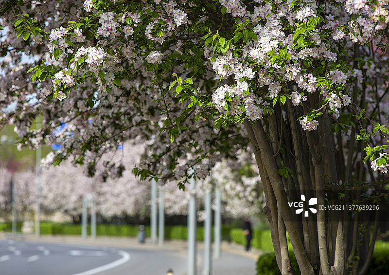 道路边上盛开的西府海棠图片素材
