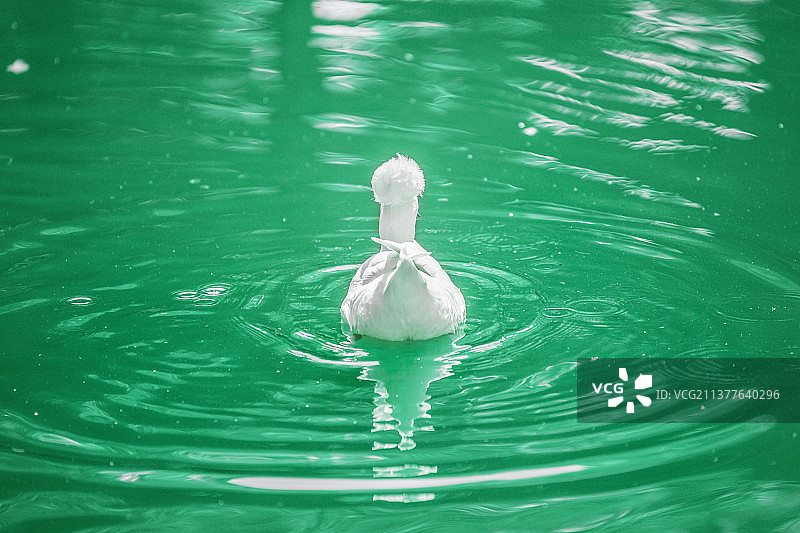 南京总统府的凤头白鸭图片素材