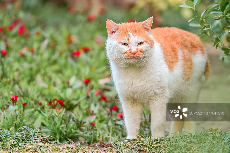 花海里的小猫咪图片素材