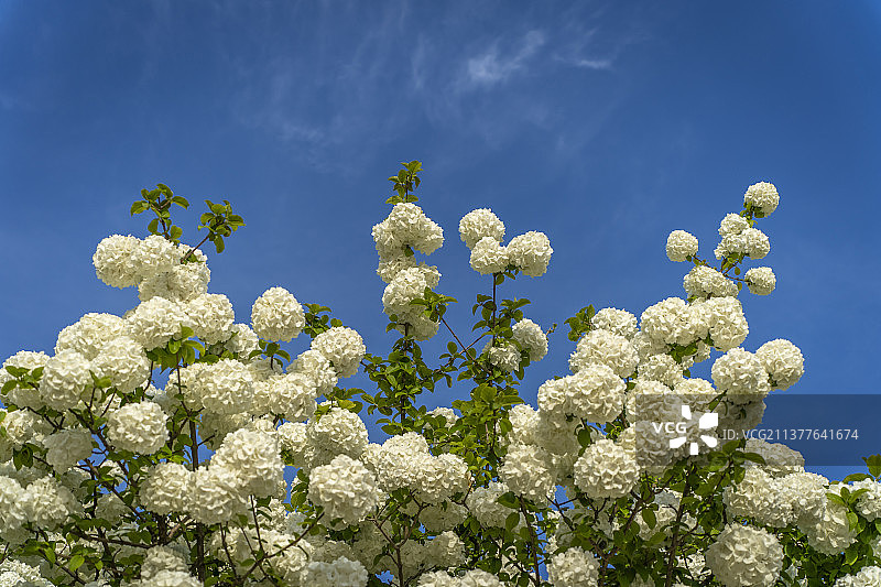 盛开的绣球花图片素材
