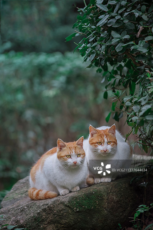 相亲相爱相互打架的两只小猫图片素材