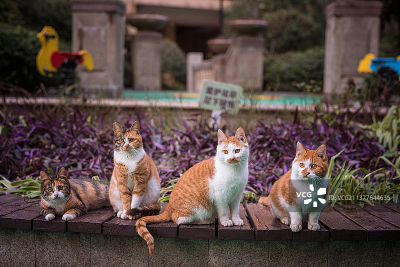 相亲相爱相互打架的两只小猫图片素材