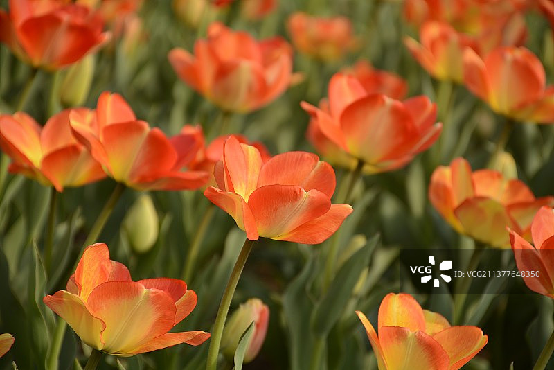 生如夏花图片素材