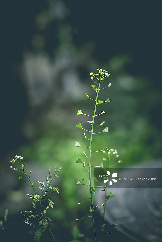 春天的荠菜图片素材