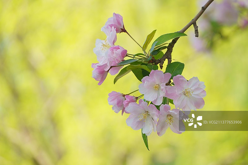海棠花开——西府海棠图片素材