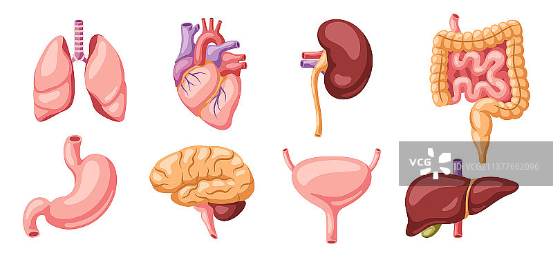 人体内脏器官图片素材