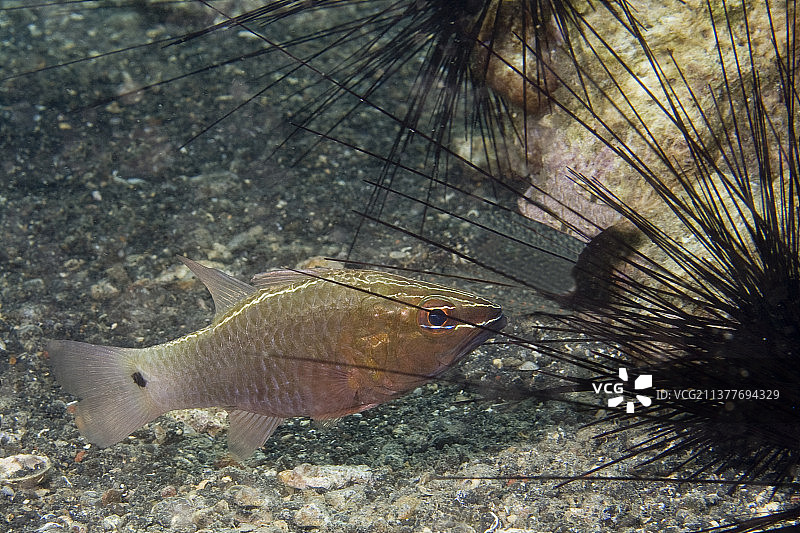 以海胆为保护屏障的银线天竺鲷图片素材