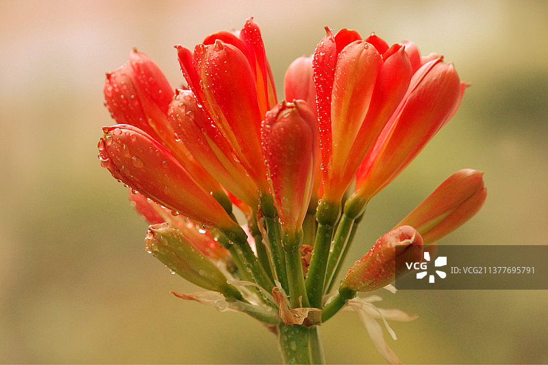 春暖花开（家养君子兰）图片素材